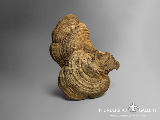 Ancestral Pueblo Burl Panel / Pre-1600