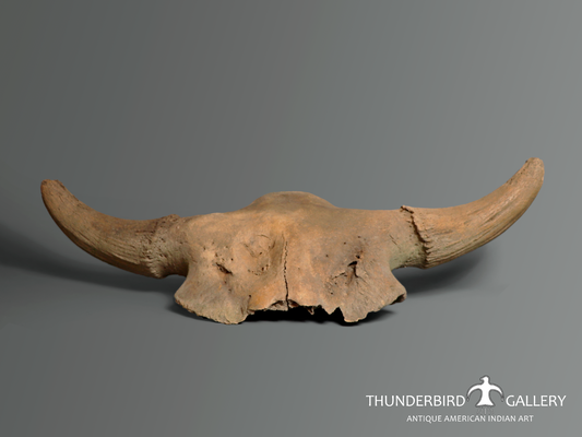 Ancient Bison Skull